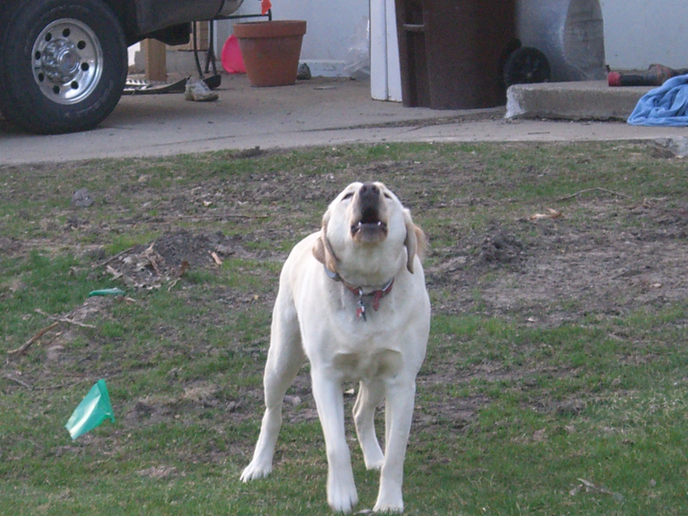 a dog looking up while standing on the grass