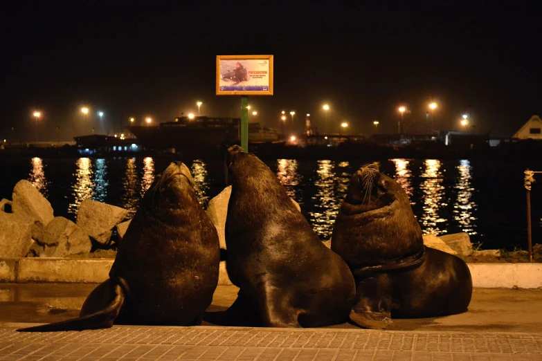 three sea lions sitting near a body of water