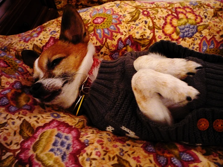 a dog laying down in a bed, wearing sweater