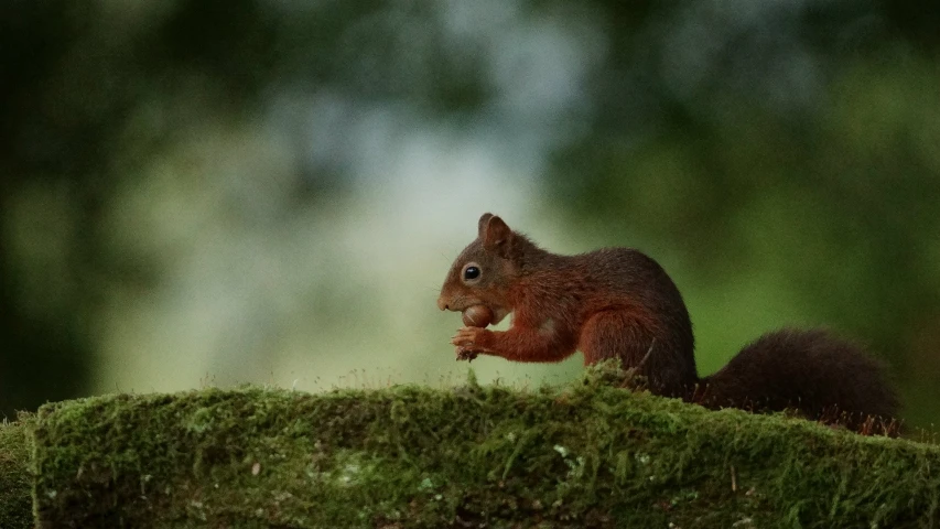 a squirrel is sitting on top of a moss covered hill