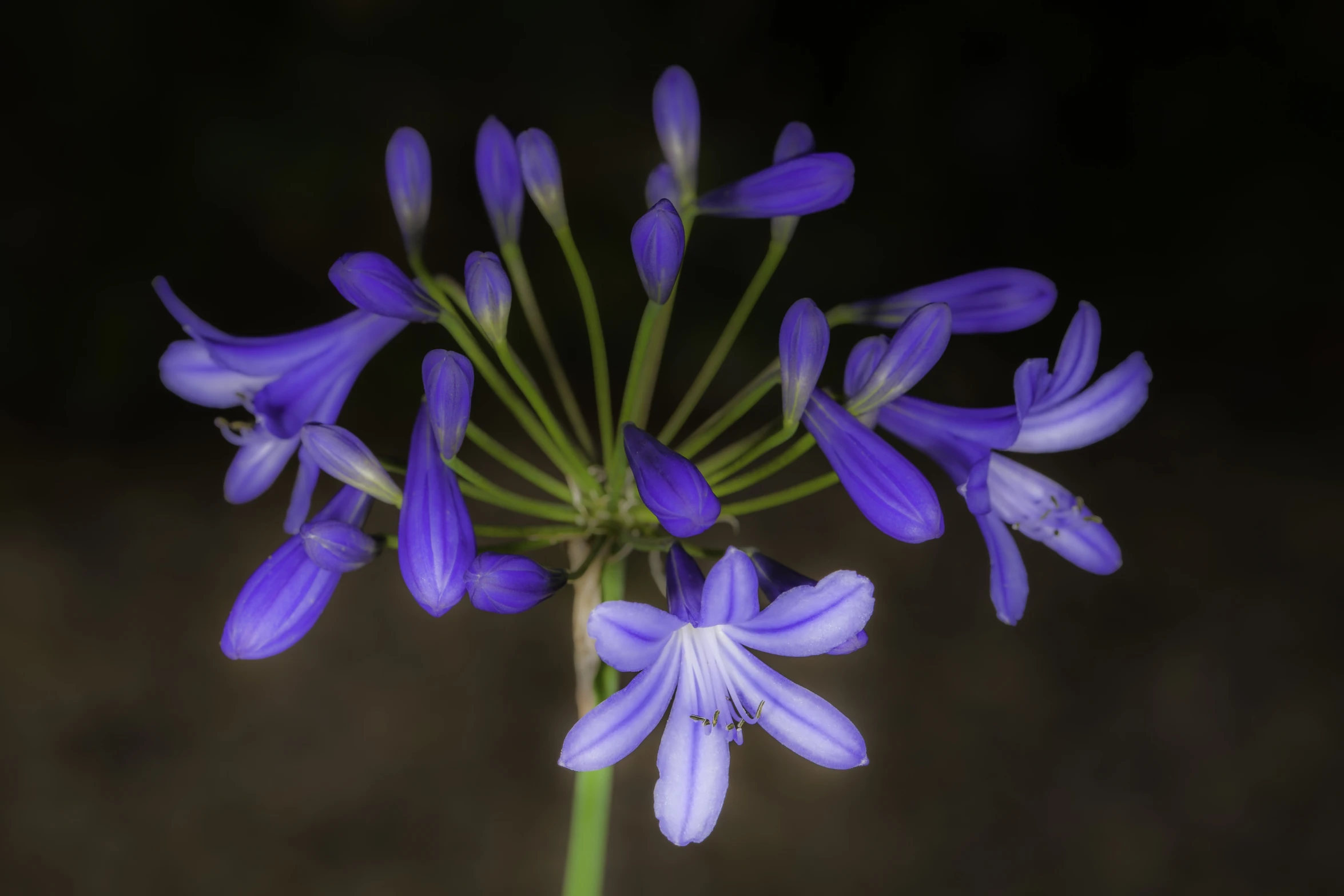 a close up view of a bunch of purple flowers