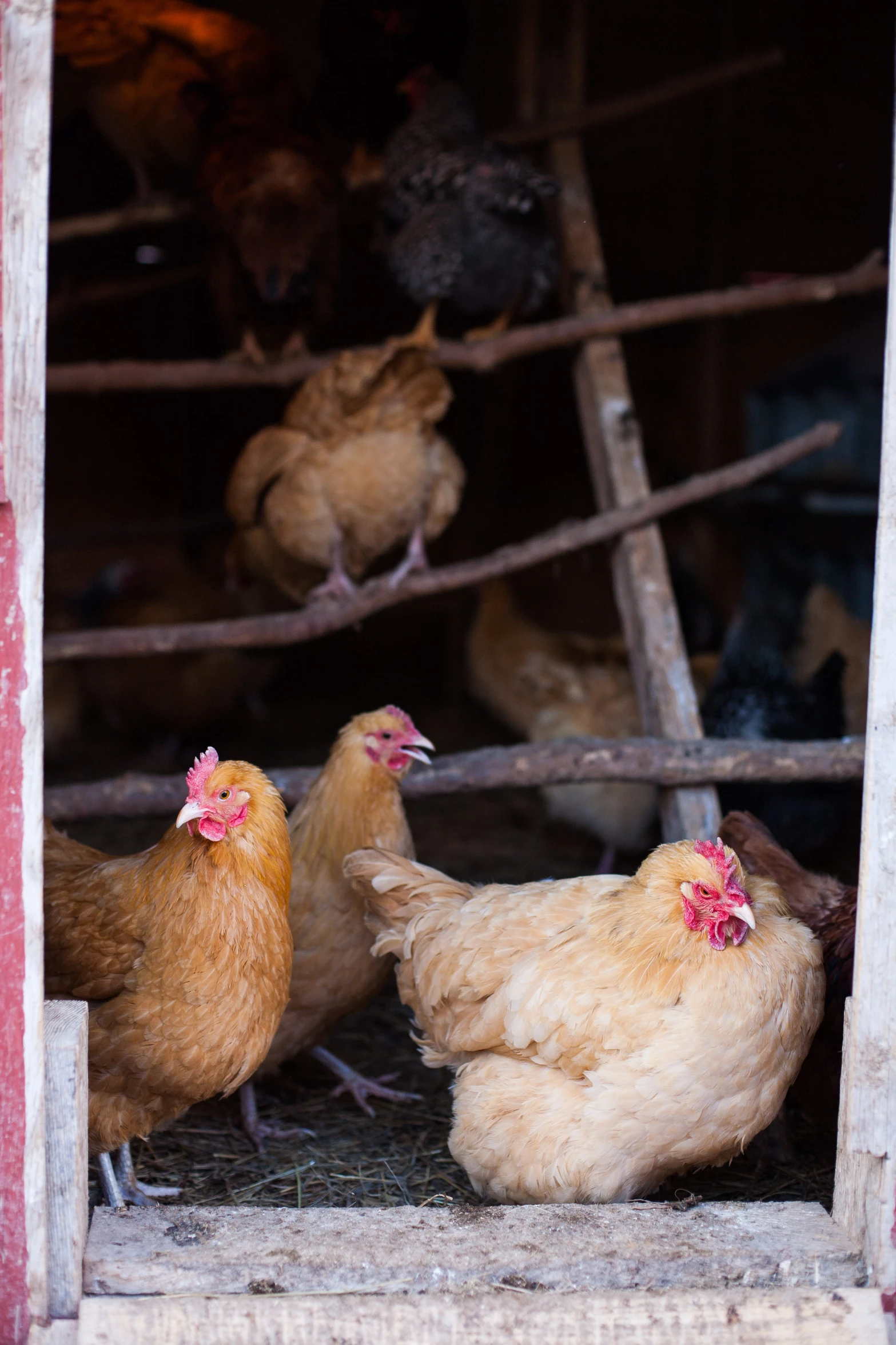 group of chickens standing together in doorway next to a ladder