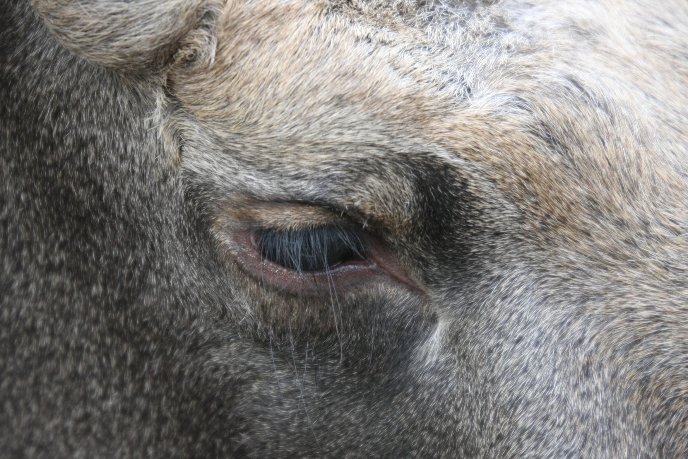 the animal has the eye of a cow