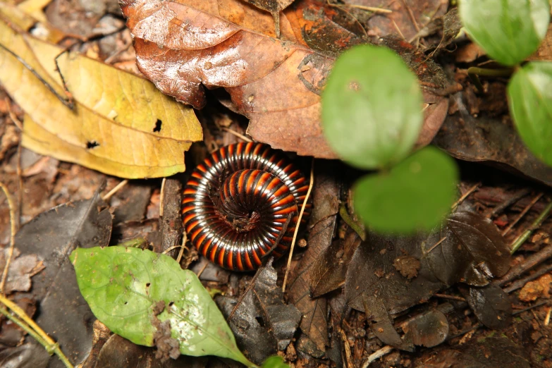 a striped, insect like creature crawls between leaf - laying plants