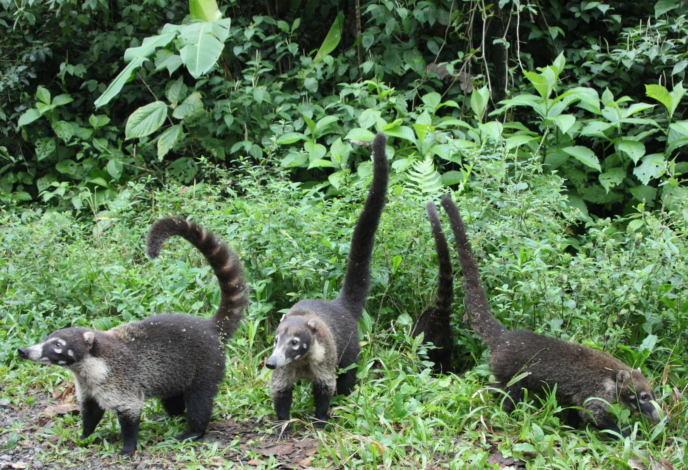 some black furry animals standing next to the forest