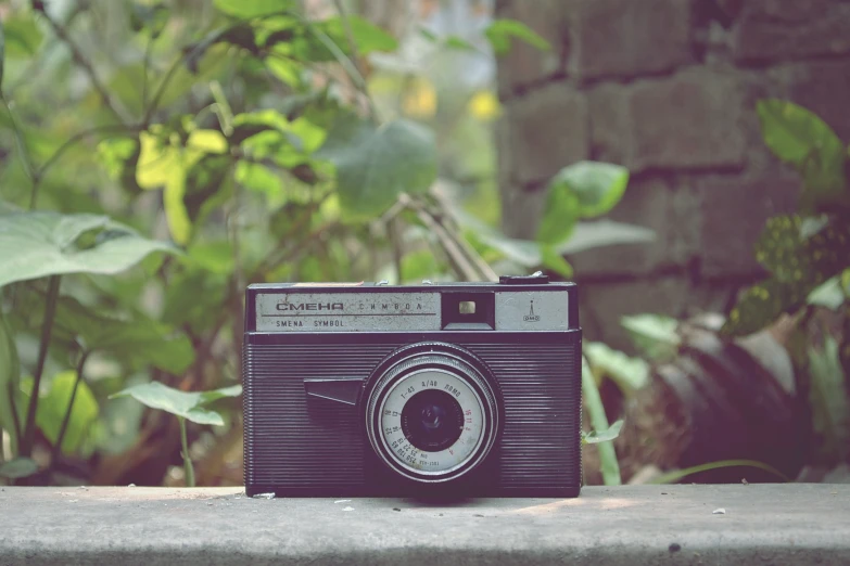 old fashioned po camera with outdoor plants in background