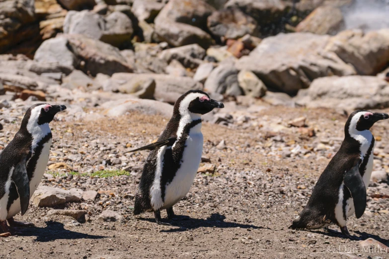 three penguins are standing by rocks and some water