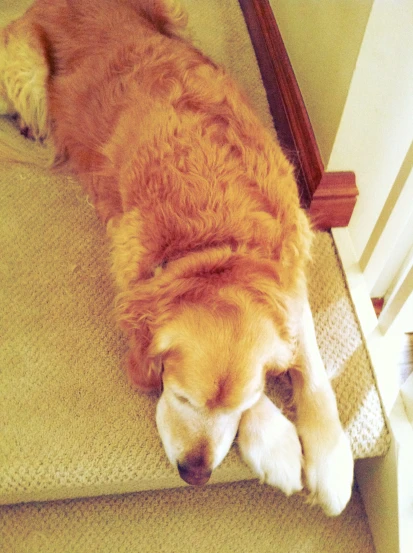 a fluffy brown dog sleeping on a cushion