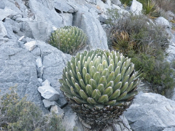 small green cactus with rocks and brush on ground