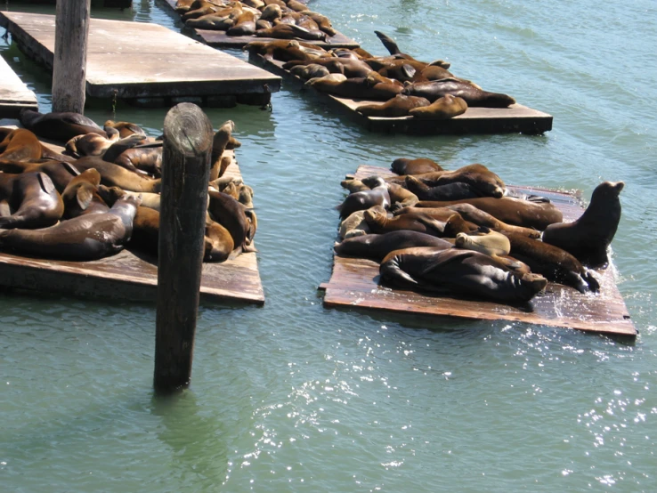 the animals are all laying out in the water