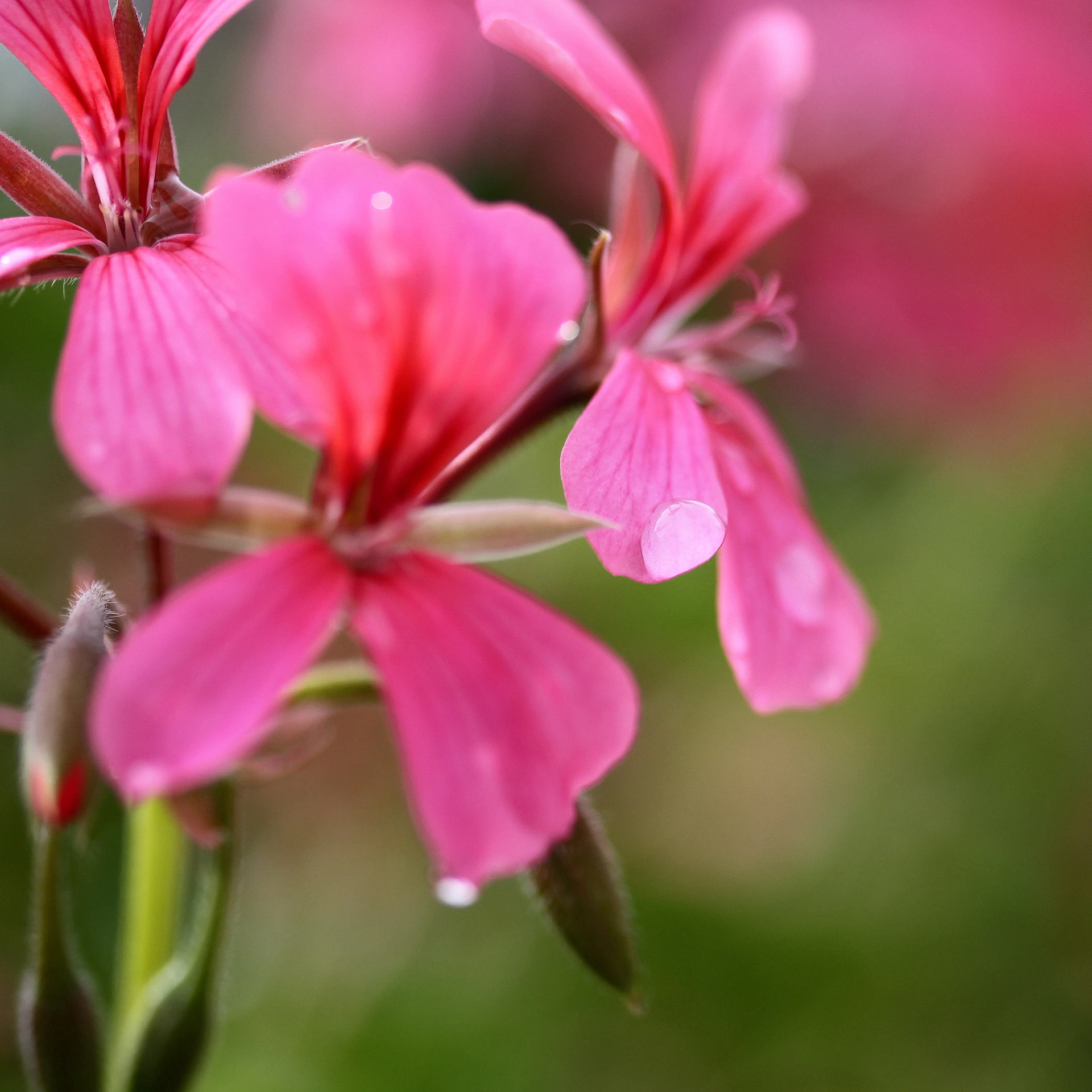 some pink flowers are in a field