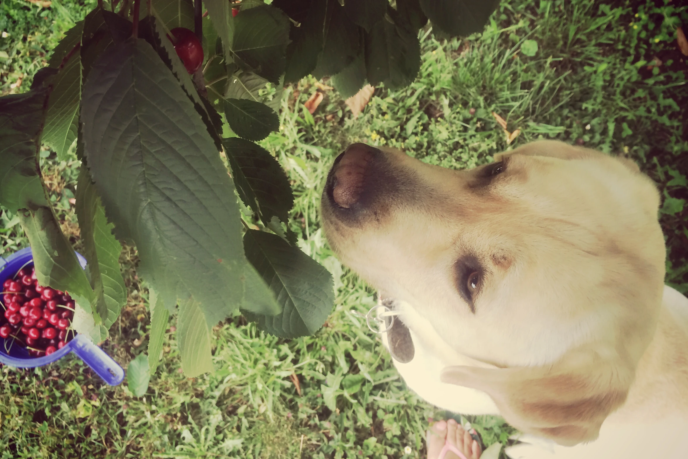 a large dog sits by a nch, next to berries