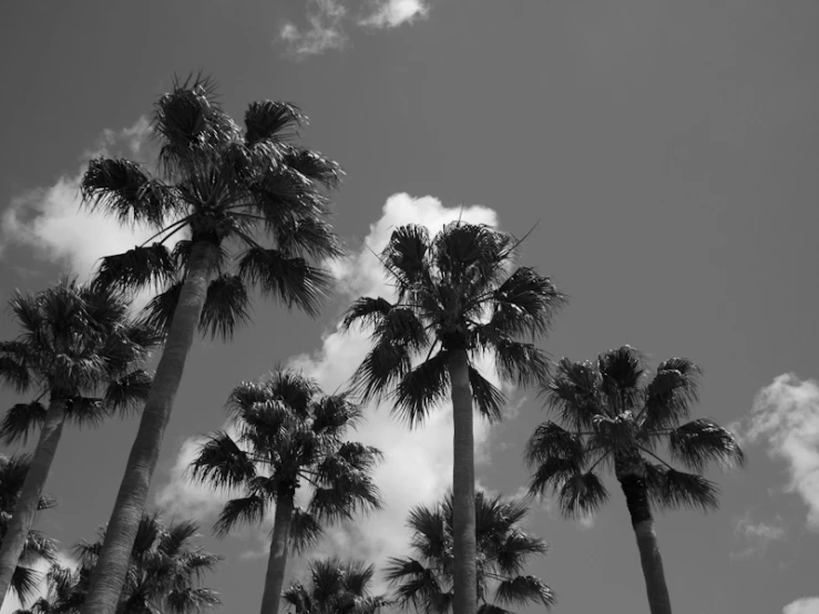 palm trees against a cloudy sky at the beach