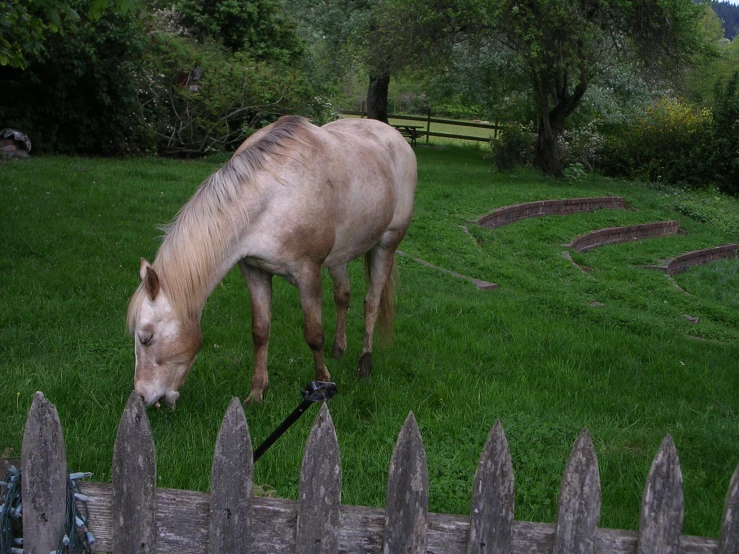 the horse is eating grass in the field