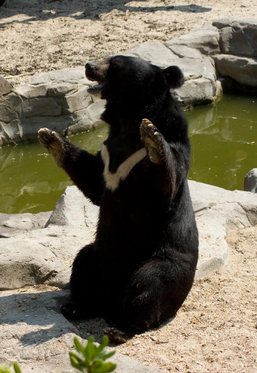 a bear standing up on its hind legs