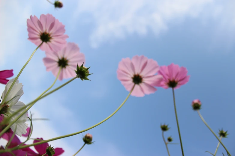 flowers with purple and white petals in the sunlight