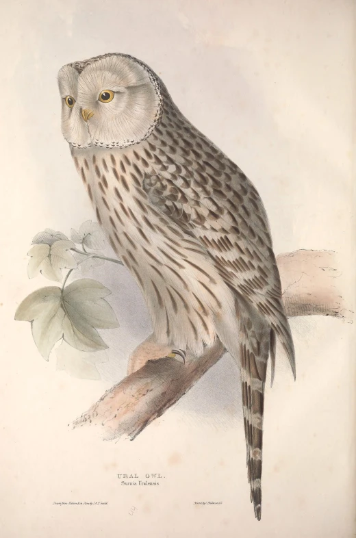 a drawing of a bird is sitting on a nch