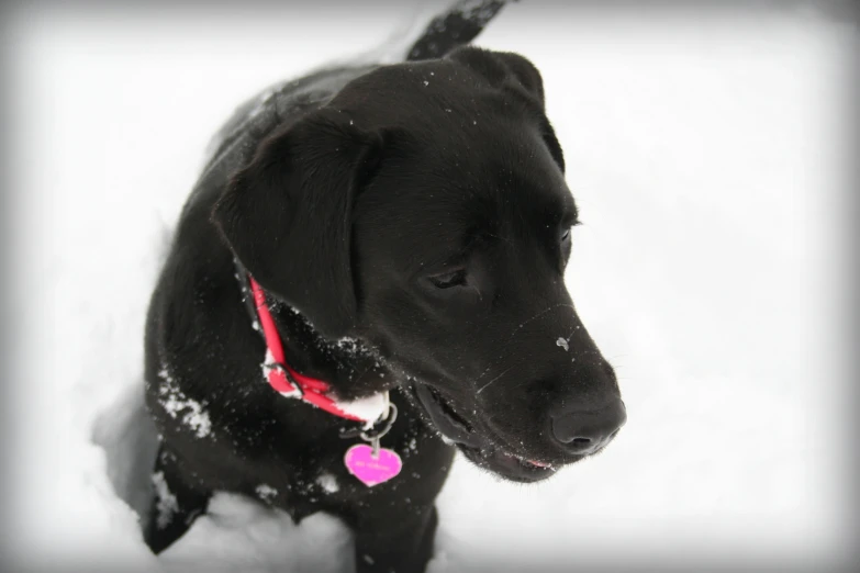 a black dog standing in the snow with its face tilted back