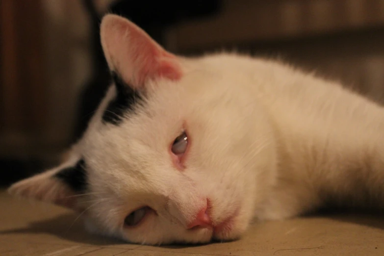 a white cat with red eyes lays on the floor