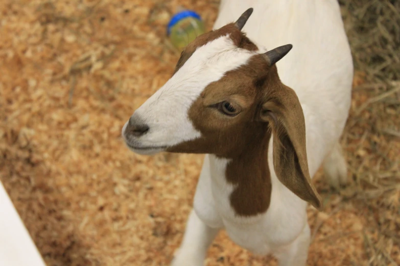 a baby goat with short legs and a bell on it's head