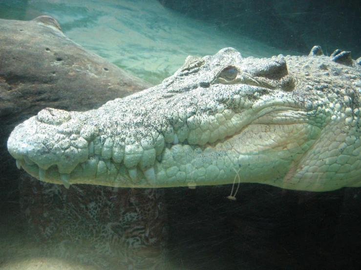 close up of an alligator in a tank