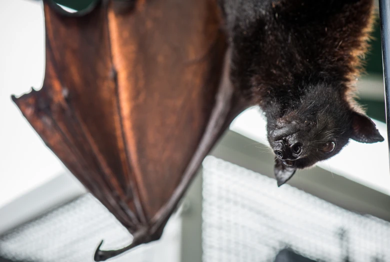 an animal that is upside down on some bars