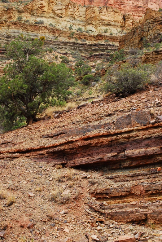 a single tree is growing on top of a red rocky surface