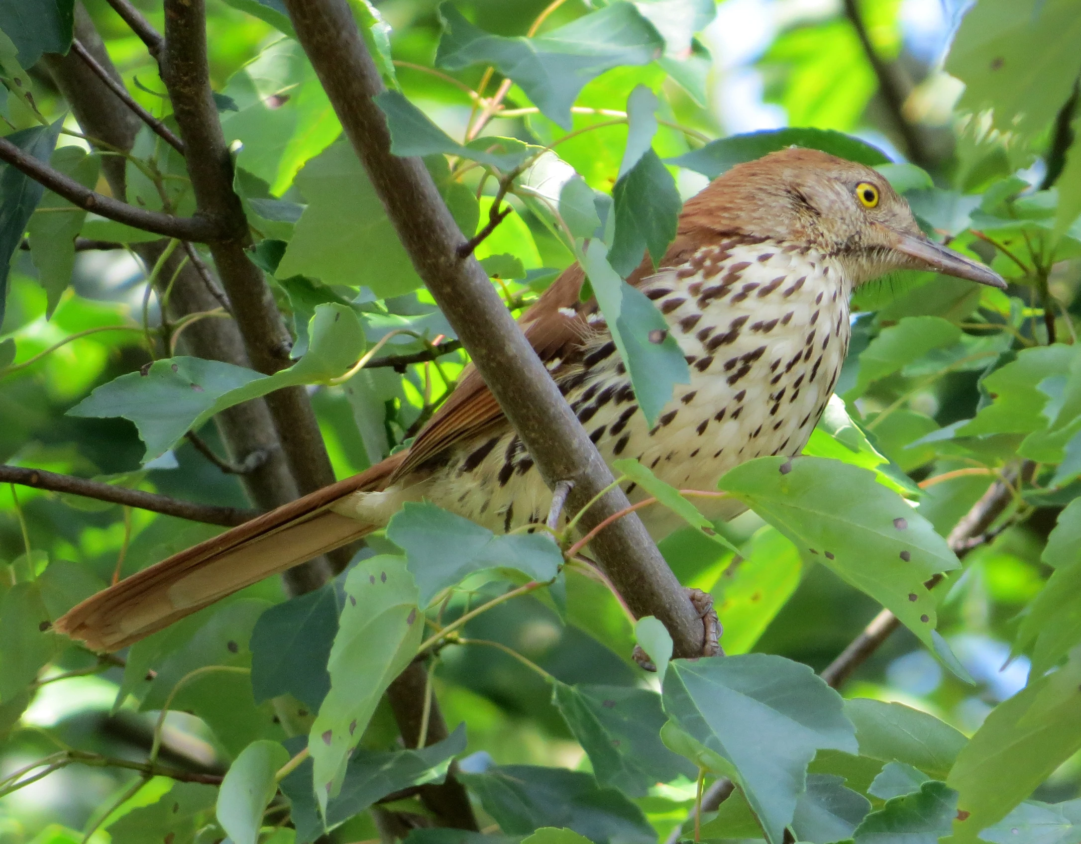 a small bird sits on a nch near leaves