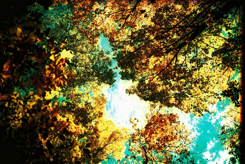 a view looking up at trees and leaves