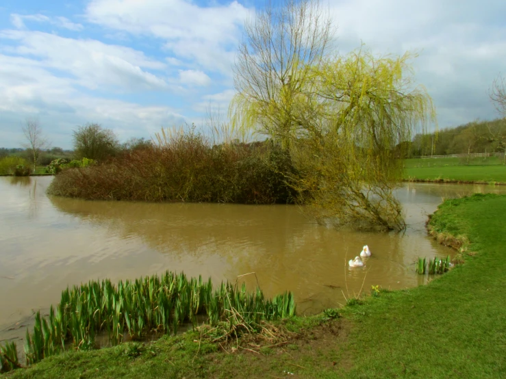 swans swimming in shallow water at a park