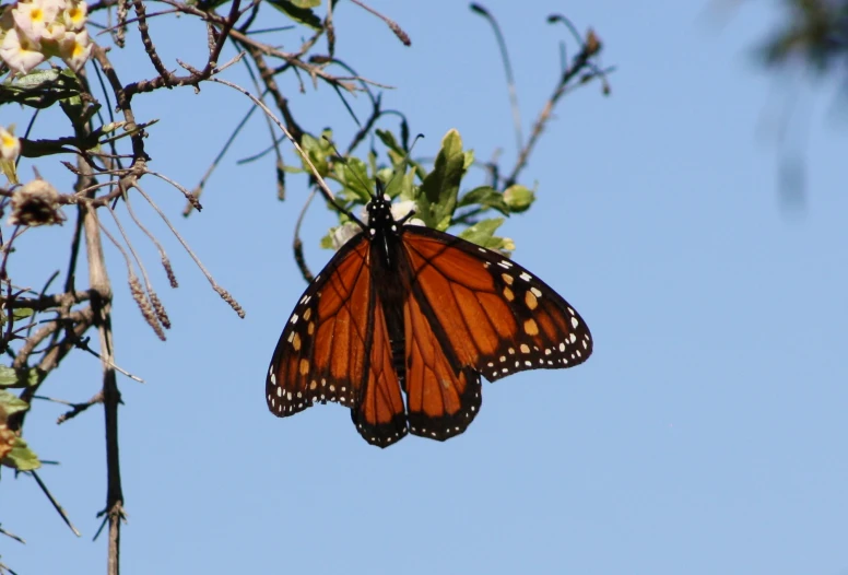 an orange and black erfly sitting on top of a tree