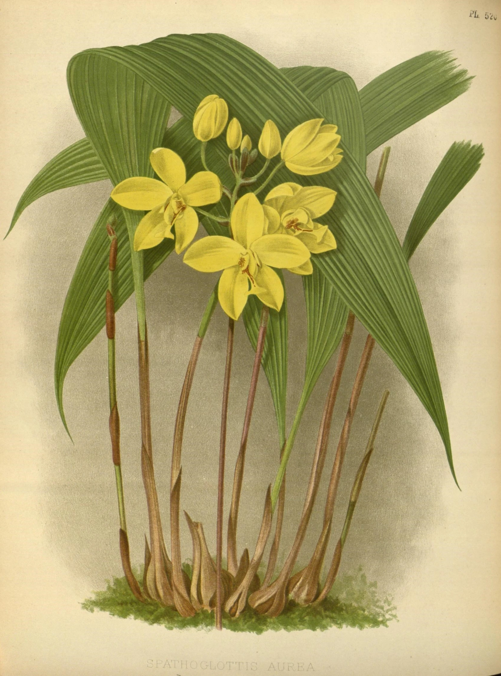 a vintage illustration of a flowering plant with yellow flowers