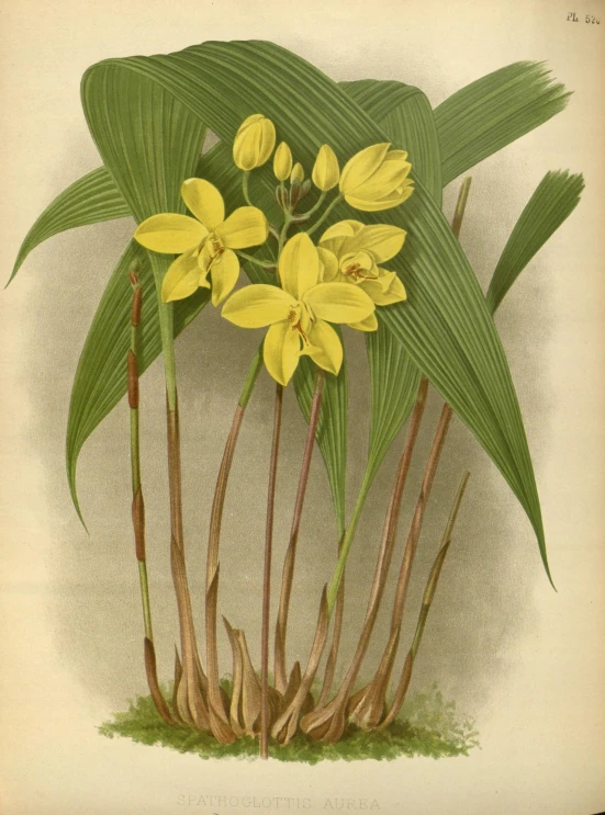 a vintage illustration of a flowering plant with yellow flowers