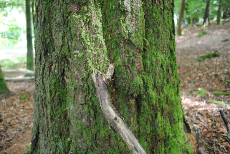 an image of a tree that is covered in moss