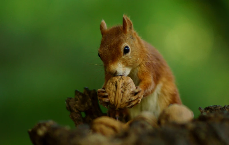 the squirrel is eating the acorn on the tree stump