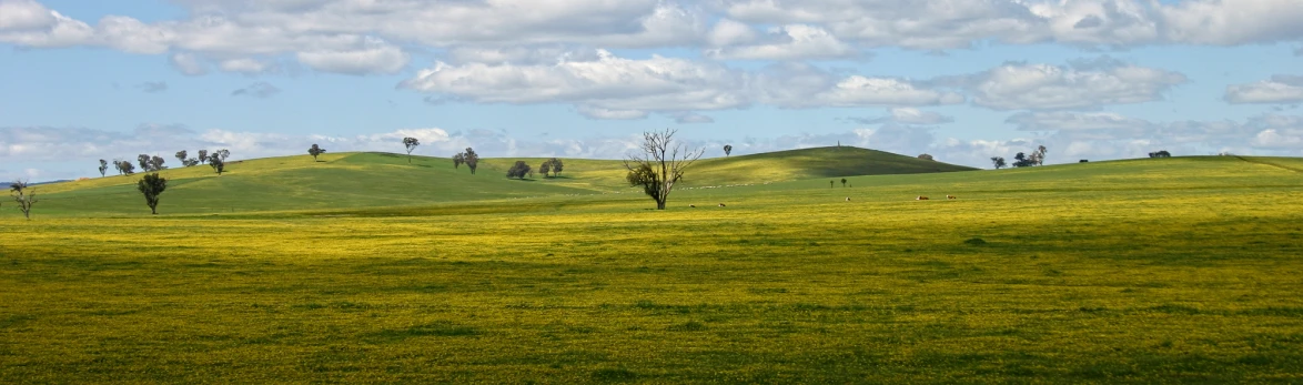 a field of green grass with trees in the distance