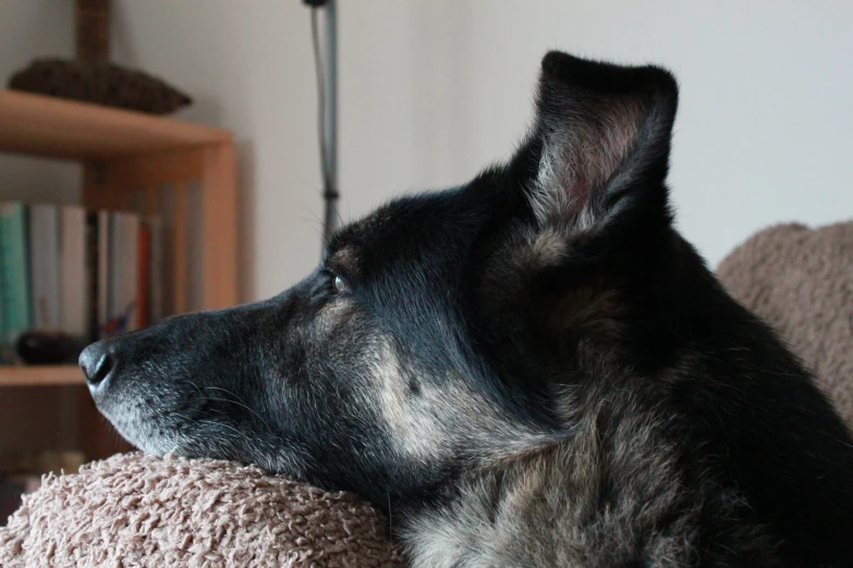 a german shepard sits on a couch next to an empty shelf