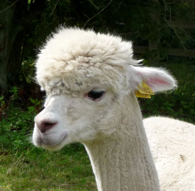 an adorable llama looks into the camera