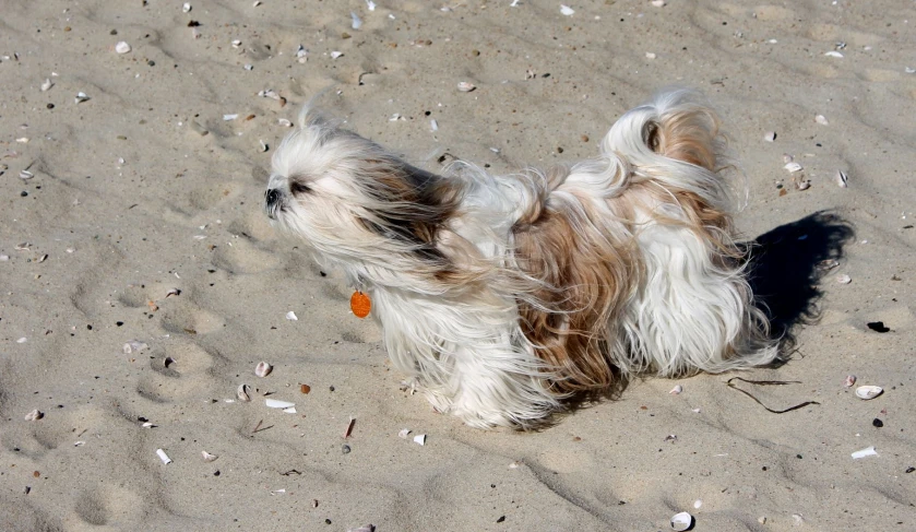 a small white and brown dog laying on the sand