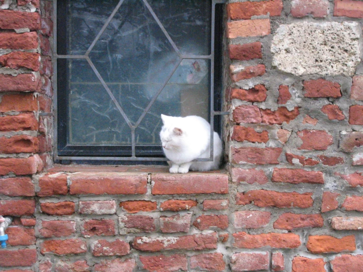 a white cat sitting in an open window on brick