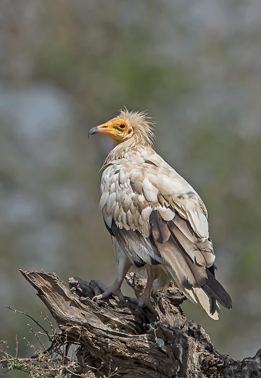 a very large bird perched on top of a tree nch