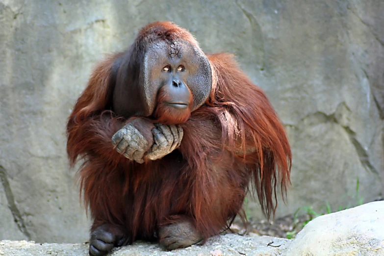 a brown monkey sitting down in a zoo exhibit