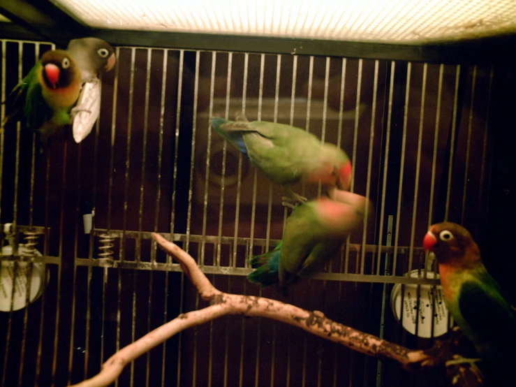 there are many colorful birds sitting on top of a cage