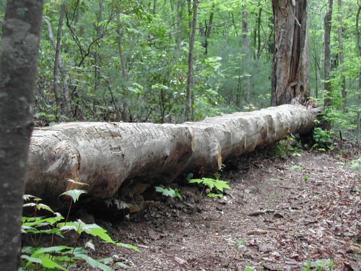 a tree log is being held down in the forest