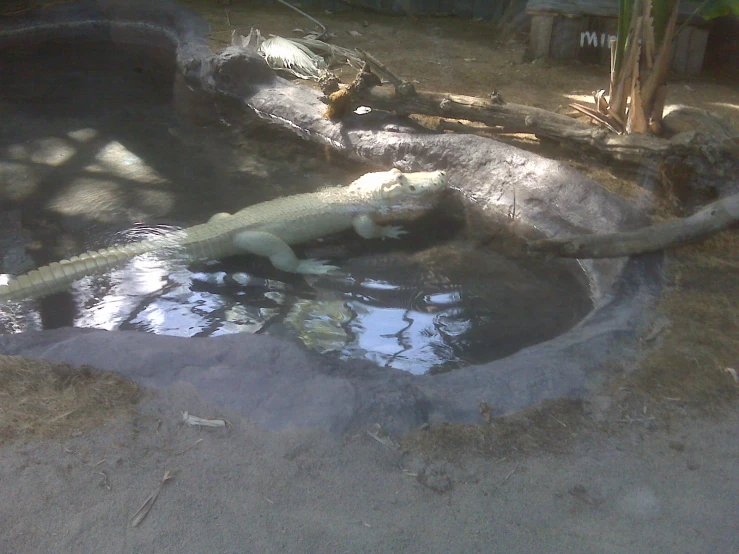 a big white alligator resting in the water