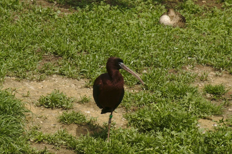 a black bird standing in grass looking around