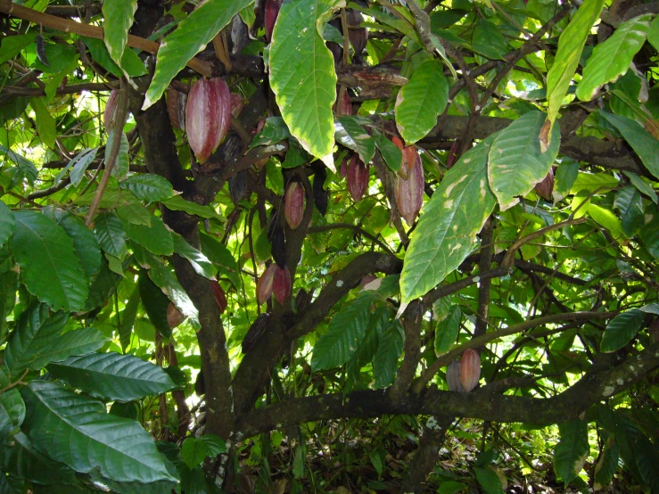 a tree in the woods with leaves hanging from it