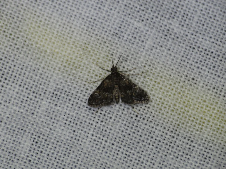 a moth is sitting on a white piece of fabric