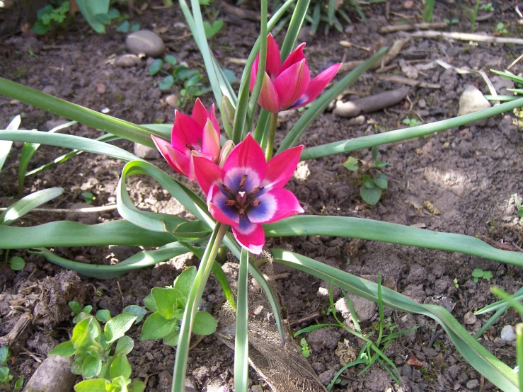 a purple and red flower that is growing out of dirt