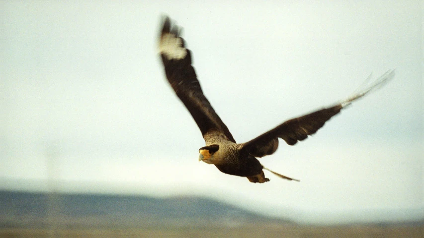 a bird flying above the ground near a forest